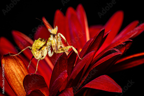 A praying asian flower mantis photo