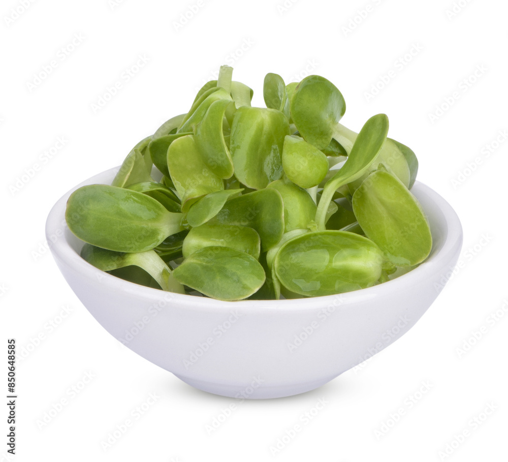 Fresh green young sunflower in white cup sprouts isolated on transparent background (.PNG) Fresh green young sunflower in white cup sprouts isolated on transparent background (.PNG)