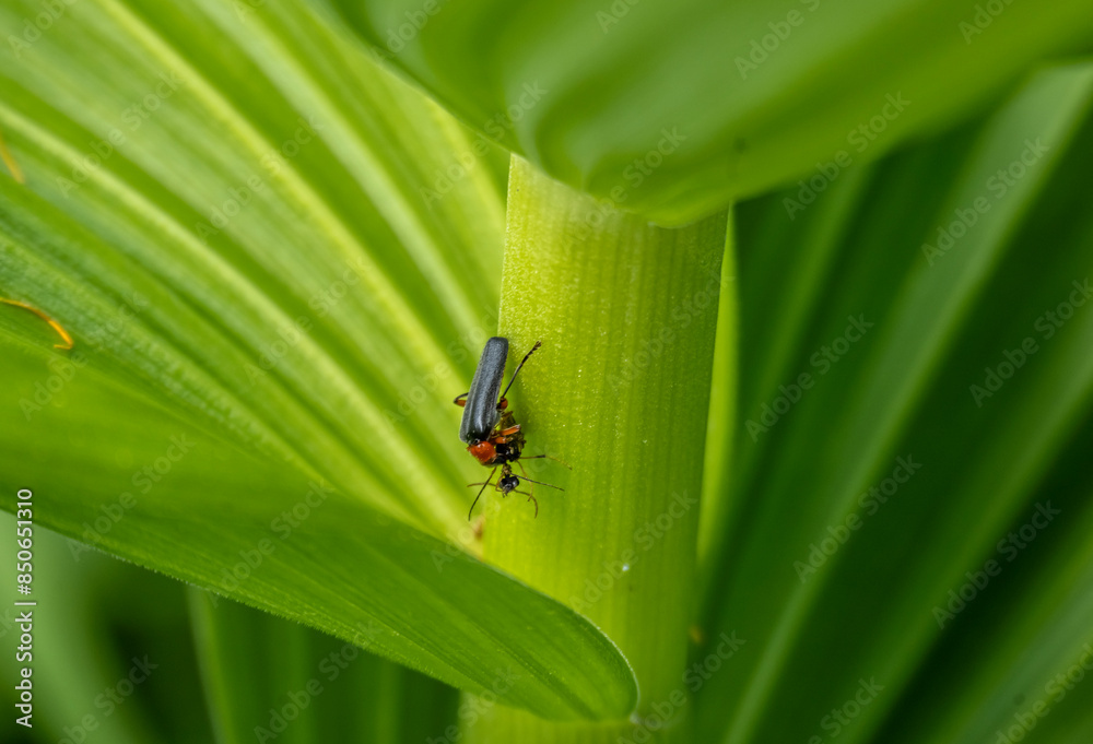 insect on green foliage close-up on a sunny summer day in Altai insect on green foliage close-up on a sunny summer day in Altai