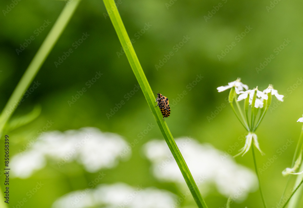 insect on green foliage close-up on a sunny summer day in Altai insect on green foliage close-up on a sunny summer day in Altai