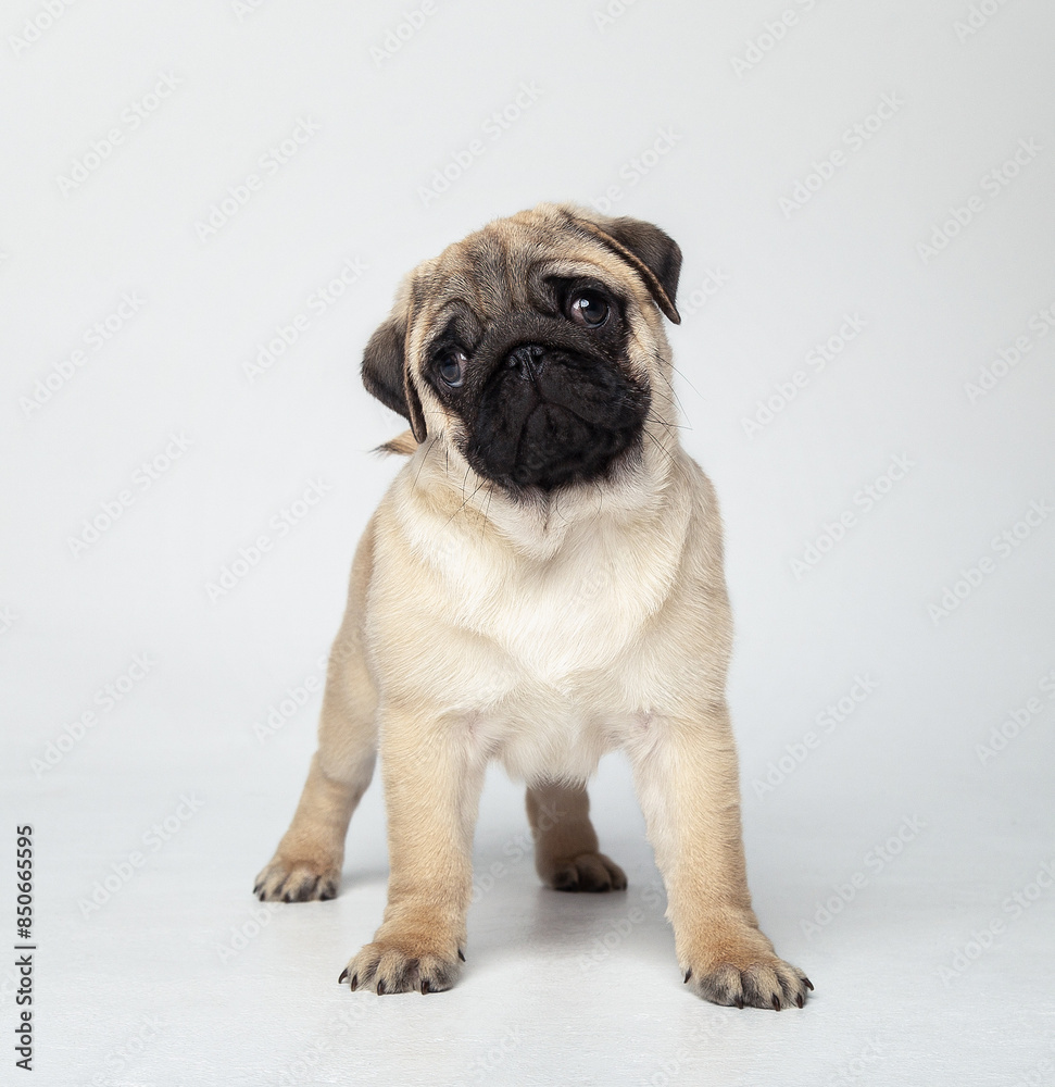 Obraz premium Funny pug puppy in the studio on a white background. Pug in the studio posing. Beautiful purebred puppy. Funny puppy with a black muzzle poses. Photo session of a pug in the studio 