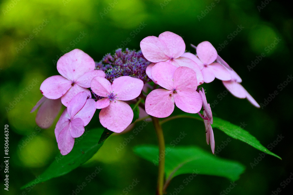Purple Hydrangea flower also called Twist-N-Shout Purple Hydrangea flower also called Twist-N-Shout