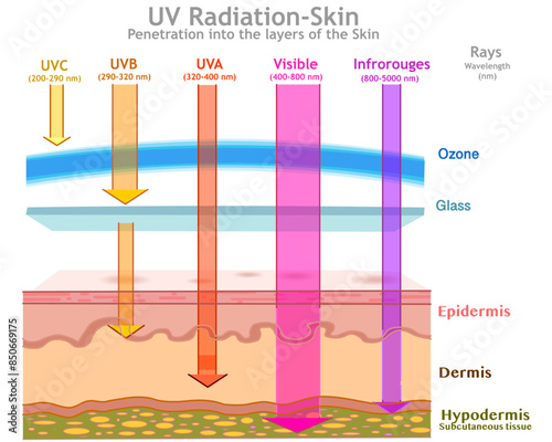 UV radiation in skin layers damage. Ultraviolet 
influenced, UVA, UVB, UV C, visible, infrared rays. Dermis, epidermis, hypodermis. Sun light measurements, nm wavelength, ozone. Vector illustration