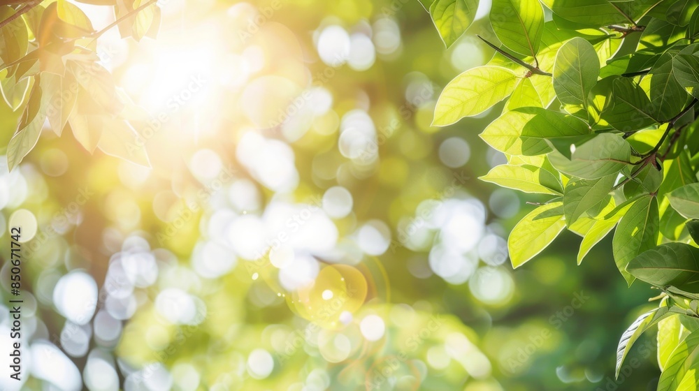 Obraz premium Green leaves bokeh effect in the morning sunlight background.