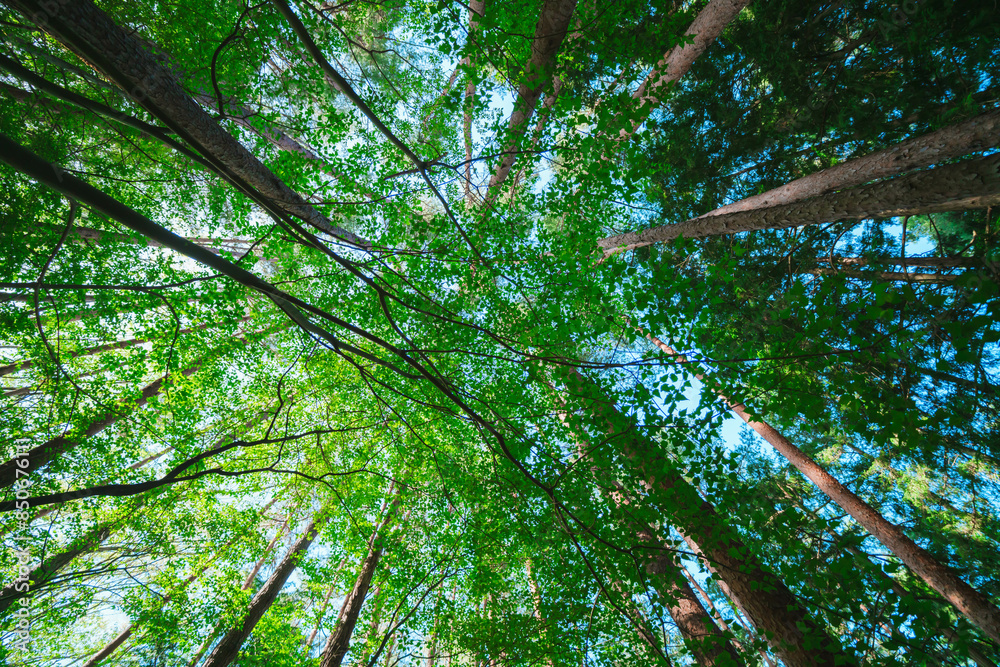 Naklejka premium 河口浅間神社の山道