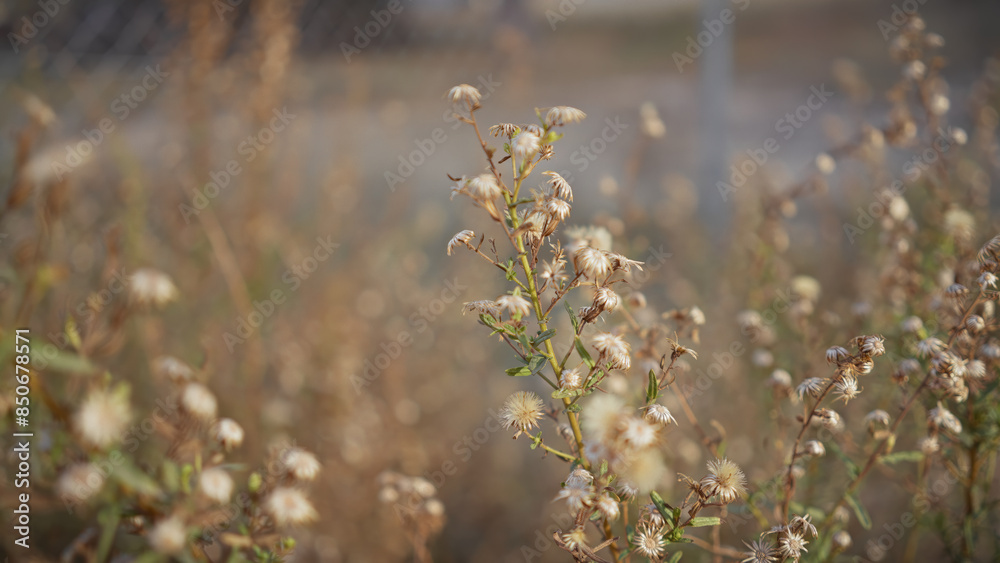 Fototapeta premium Close-up shot of dry flora in murcia, spain, highlighting the beauty of natural decay within a tranquil outdoor setting.