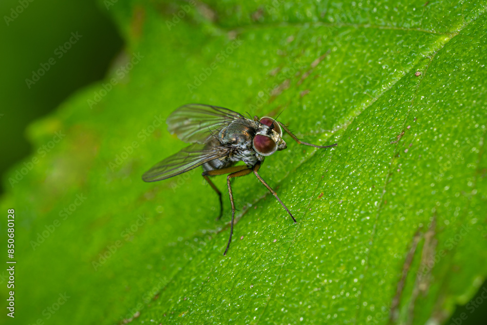 A fly on a green leaf. A fly on a green leaf.