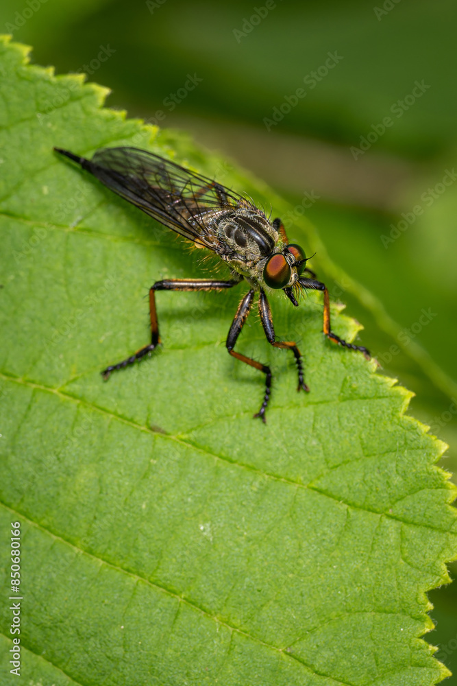A fly on a green leaf. A fly on a green leaf.