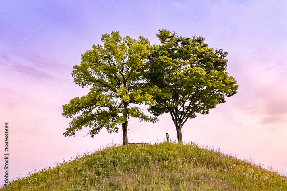 Fototapeta premium 夕暮れ時の丘の上の二本の木
