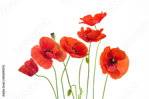 Vibrant Red Poppies isolated on white background. Symbol of remembrance day.
