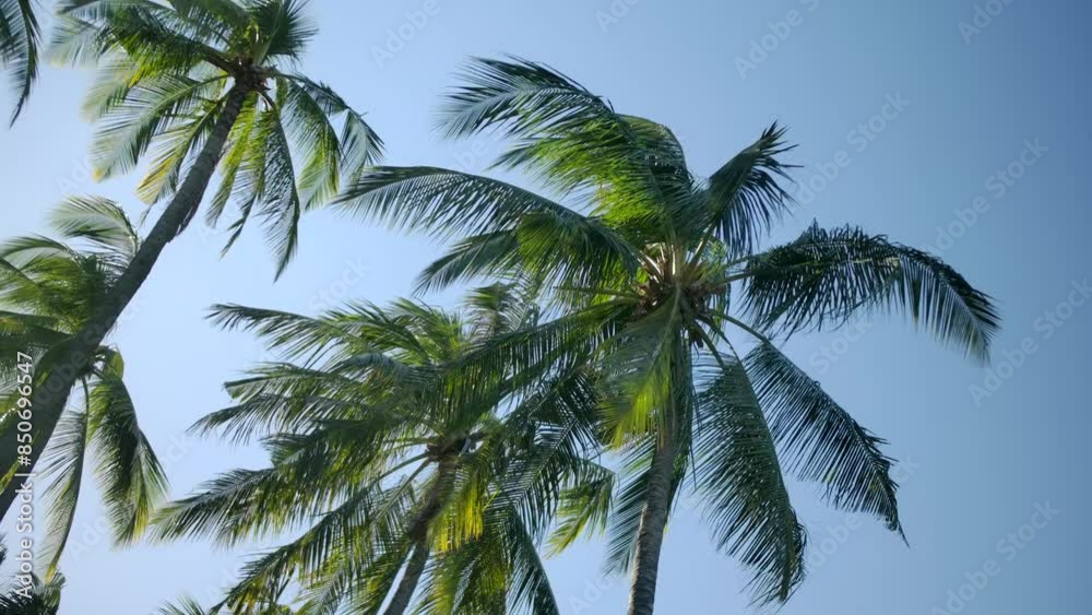 Tropical palm trees against clear blue sky and sunlight create serene atmosphere Tropical palm trees against clear blue sky and sunlight create serene atmosphere