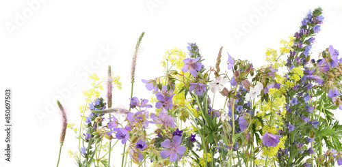 Wallpaper Mural Flowering wild grass and herbs isolated on white background. Meadow flowers wildflowers and plants Plantago media, Geranium pratense, Echium vulgare, Galium verum. Torontodigital.ca