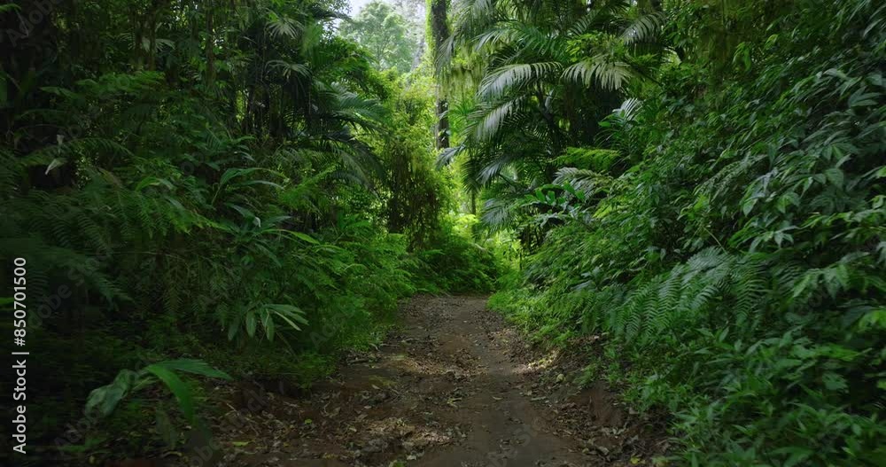 Drone flight in the tropical forest in Bali. Nature background of a rainforest. Drone flight in the tropical forest in Bali. Nature background of a rainforest.