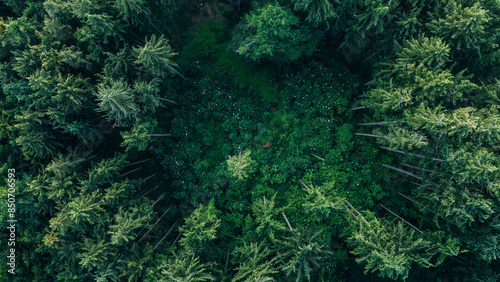 Fotografie Forest glade surrounded with spruce treetops in light