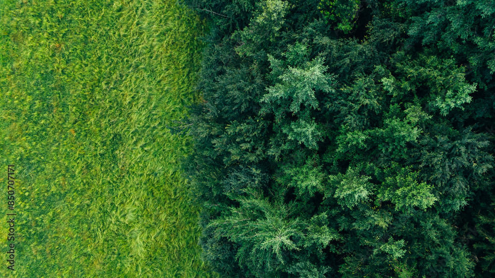 Fototapeta premium Border green glade and coniferous forest top view, panoramic, from bird's eye view
