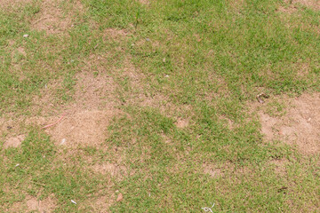 Dead grass of the nature background. a patch is caused by the destruction of fungus. Rhizoctonia Solani grass leaf change from green to dead brown in a circle lawn texture background dead dry grass.