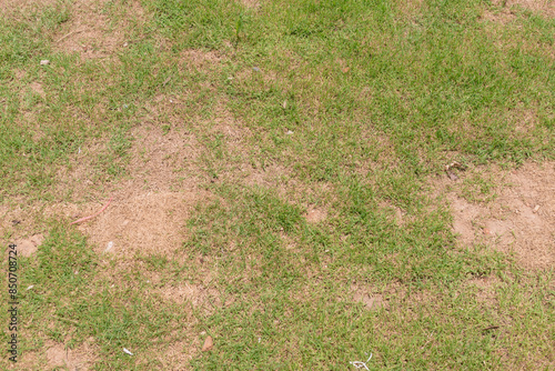 Dead grass of the nature background. a patch is caused by the destruction of fungus. Rhizoctonia Solani grass leaf change from green to dead brown in a circle lawn texture background dead dry grass.