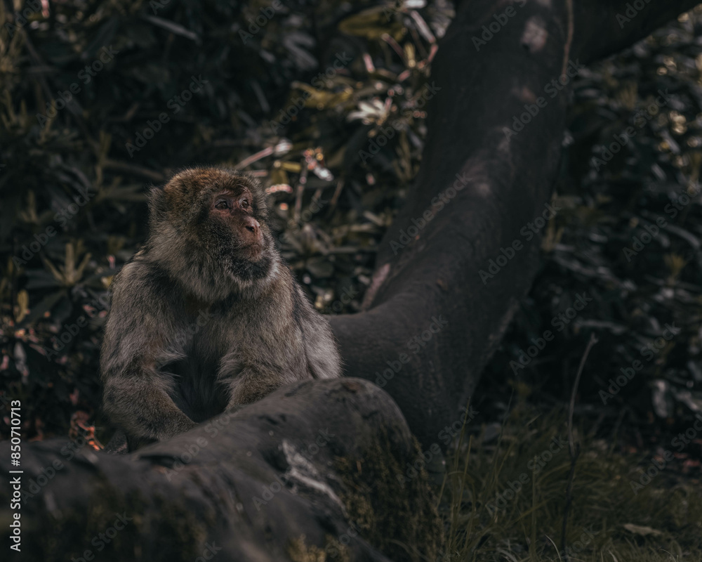 Obraz premium Macaque Monkeys at Play