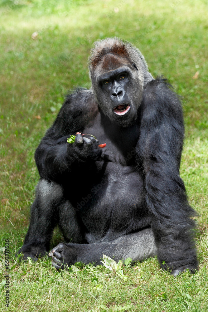 Portrait of a mature male gorilla sitting upright on grass in the sunshine Portrait of a mature male gorilla sitting upright on grass in the sunshine