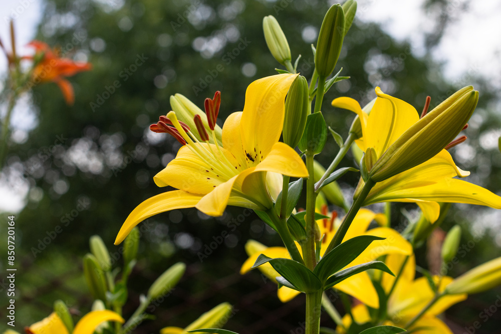 Beautiful fresh yellow lilies. Flowers in the park. Beauty in nature. Close up. Beautiful fresh yellow lilies. Flowers in the park. Beauty in nature. Close up.