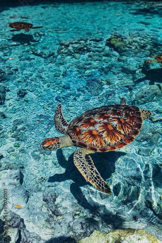 Sea turtles in Indian ocean, beautiful Salaam cave with crystal clear blue water