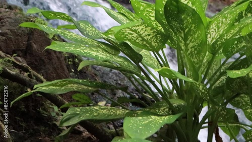 Waterfall flows on rocks with aglaonema plants on the edge
