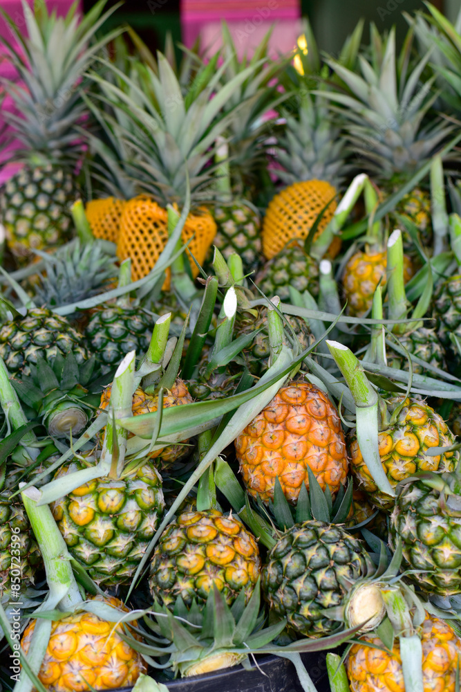 close-up of freshly ripe pineapple variety (Ananas comosus) Lots of pineapple fruits. Wholesale and retail trade in exotic fruits. Selective focus close-up of freshly ripe pineapple variety (Ananas comosus) Lots of pineapple fruits. Wholesale and retail trade in exotic fruits. Selective focus