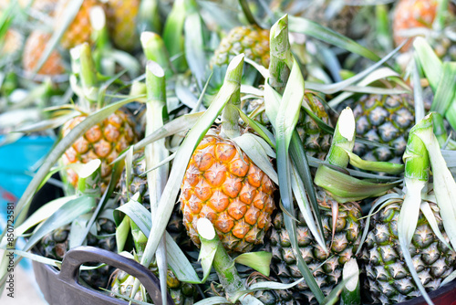 close-up of freshly ripe pineapple variety (Ananas comosus) Lots of pineapple fruits. Wholesale and retail trade in exotic fruits. Selective focus