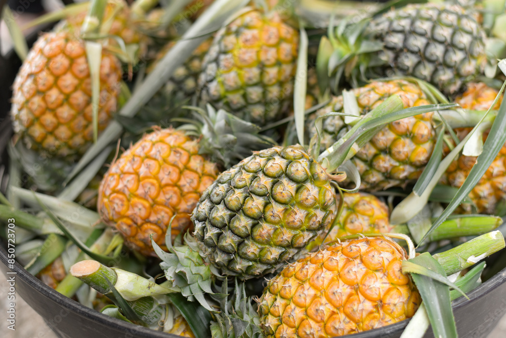 close-up of freshly ripe pineapple variety (Ananas comosus) Lots of pineapple fruits. Wholesale and retail trade in exotic fruits. Selective focus close-up of freshly ripe pineapple variety (Ananas comosus) Lots of pineapple fruits. Wholesale and retail trade in exotic fruits. Selective focus