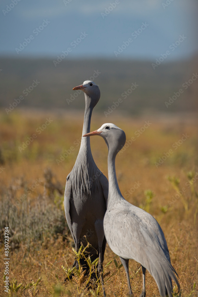 A pair of Blue Cranes (Anthropoides paradiseus), South African's national bird in a field near Cape Town A pair of Blue Cranes (Anthropoides paradiseus), South African's national bird in a field near Cape Town