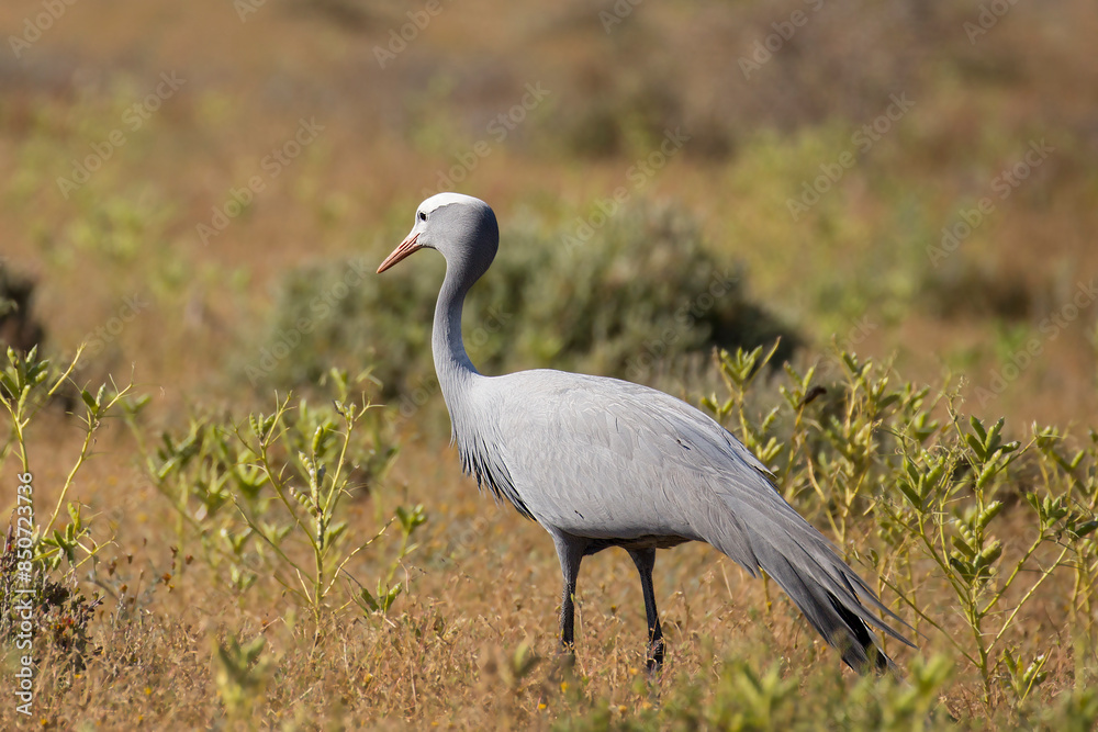 Fototapeta premium A Blue Crane (Anthropoides paradiseus), South African's national bird in a field near Cape Town