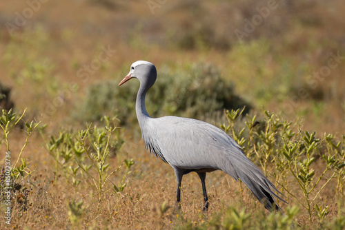 A Blue Crane (Anthropoides paradiseus), South African's national bird in a field near Cape Town