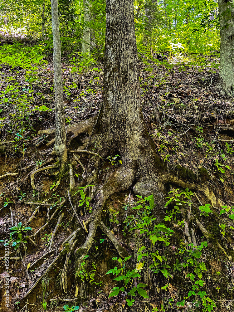Tree in the forest with eroded roots on the side of a hill Tree in the forest with eroded roots on the side of a hill