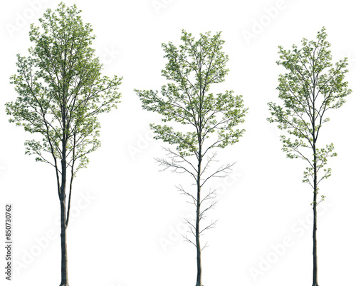 Foto Alnus glutinosa young tree isolated png on a transparent background perfectly cu