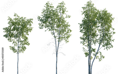 Silver birch trees betula pendula trees isolated png in sunny daylight on a transparent background premium cutout (common, european, european, weeping, european, white, silver, warty)