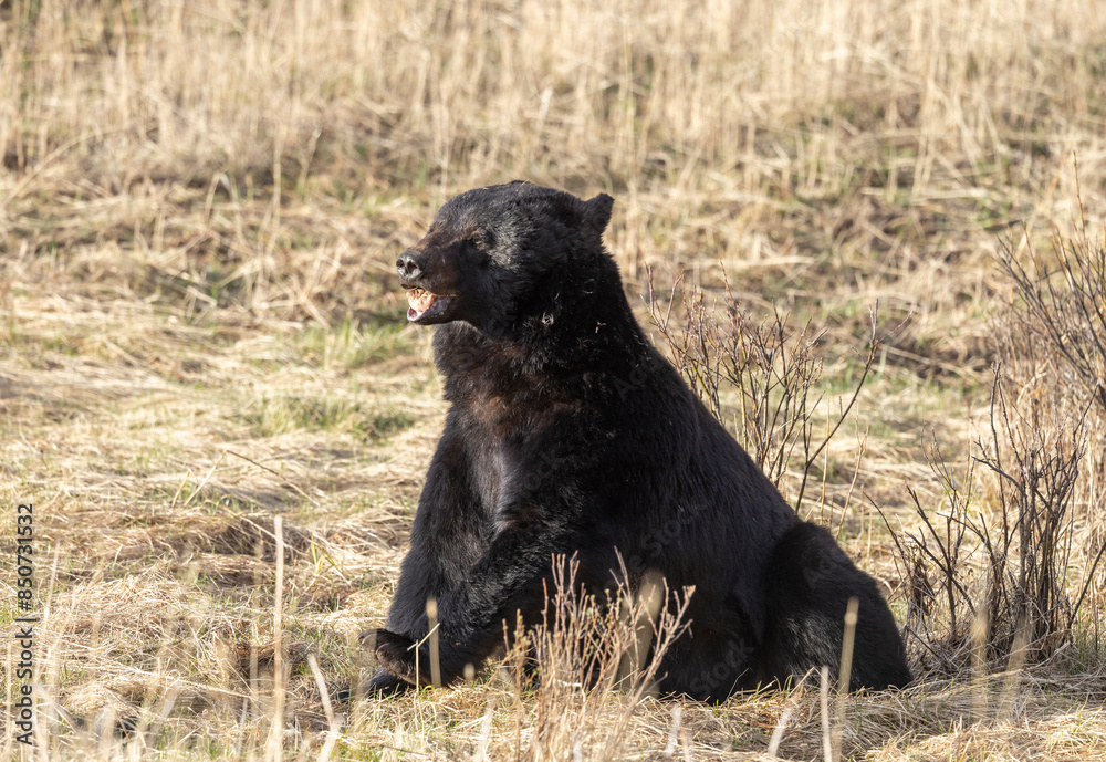 Black Bear in Yellowstone National Park Wyoming in Springtime Black Bear in Yellowstone National Park Wyoming in Springtime