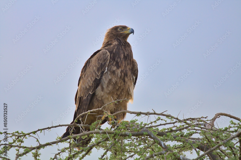 side view of tawny eagle sitting in an acacia tree with blue sky in the background looking for prey in the wild serengeti national park, tanzania side view of tawny eagle sitting in an acacia tree with blue sky in the background looking for prey in the wild serengeti national park, tanzania