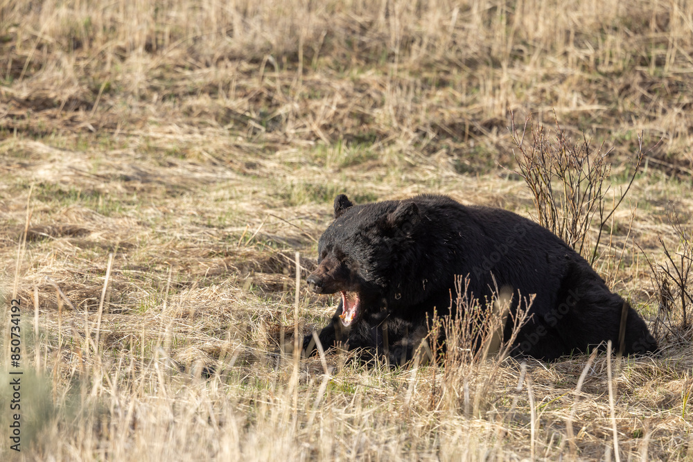 Black Bear in Yellowstone National Park Wyoming in Springtime Black Bear in Yellowstone National Park Wyoming in Springtime