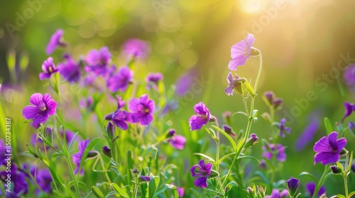 Purple wallflowers thrive naturally in a meadow under the sunlight photo