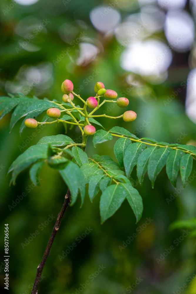 Organic leaves and fruiting seeds of a curry tree, grown in Uttarakhand, India Organic leaves and fruiting seeds of a curry tree, grown in Uttarakhand, India