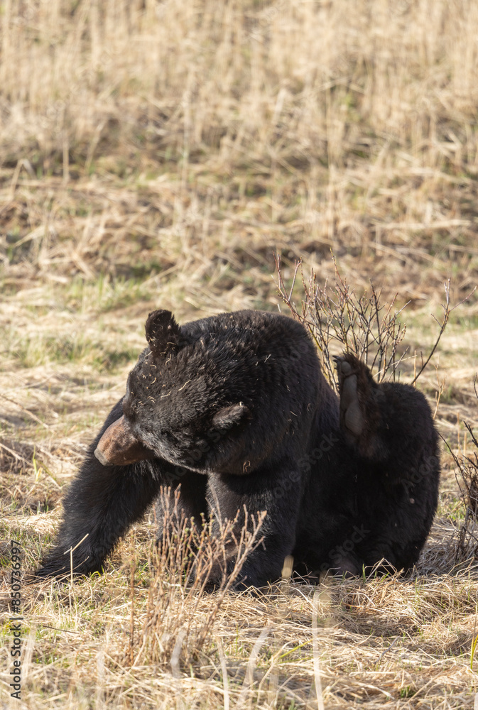 Black Bear in Yellowstone National Park Wyoming in Springtime Black Bear in Yellowstone National Park Wyoming in Springtime