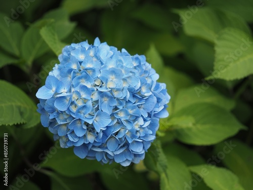 青いアジサイの花のアップ