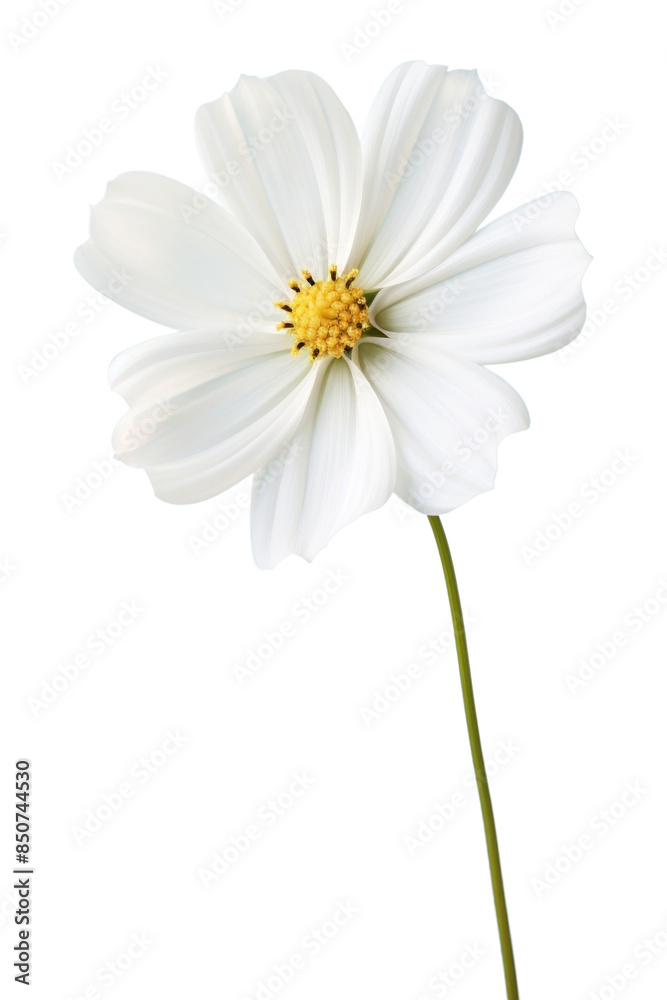 Obraz premium PNG Beautiful white flower wallpaper blossom petal plant.