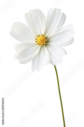 PNG Beautiful white flower wallpaper blossom petal plant.