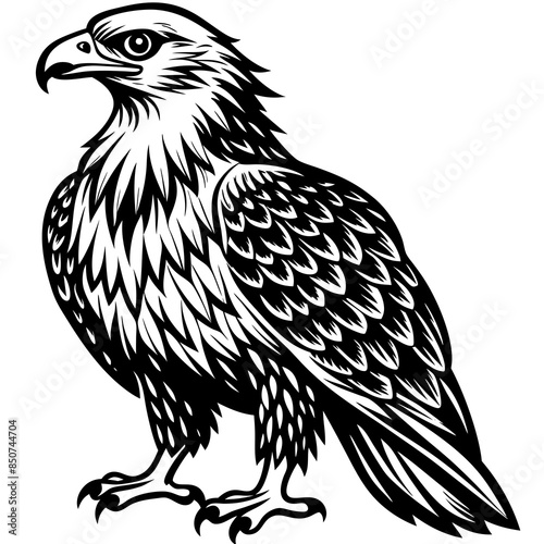 eagle bird