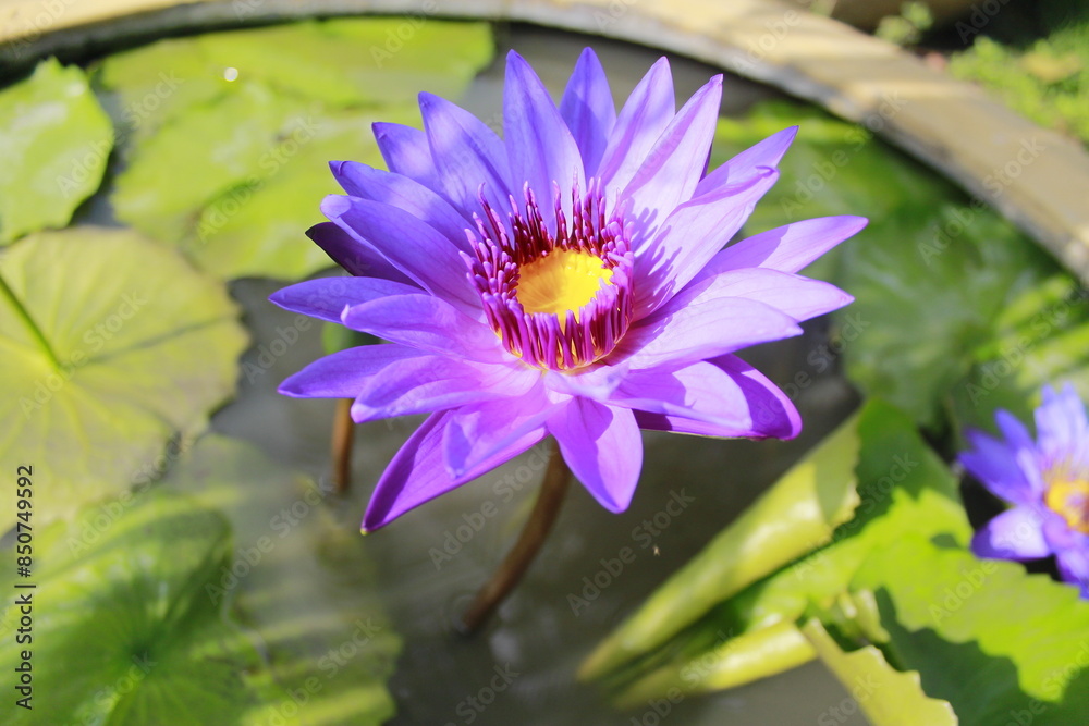 In Thailand, vibrant purple-pink lotus flowers bloom gracefully on serene waters, attracting buzzing bees, creating a mesmerizing scene of natural beauty and harmonious life. In Thailand, vibrant purple-pink lotus flowers bloom gracefully on serene waters, attracting buzzing bees, creating a mesmerizing scene of natural beauty and harmonious life.