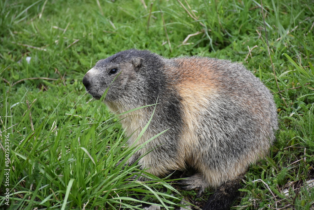 Marmotte des Alpes Marmotte des Alpes