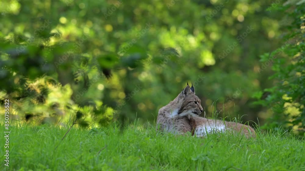 Eurasian lynx (Lynx lynx) lying juvenile looking around and walking away in forest Eurasian lynx (Lynx lynx) lying juvenile looking around and walking away in forest