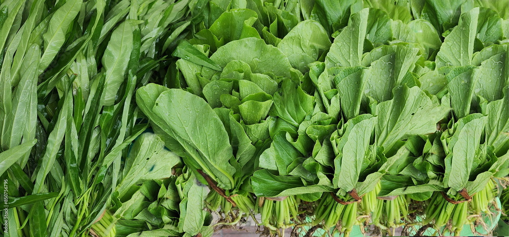 Fototapeta premium Organic choy sum harvested from the backyard. The leaf stalks are light green - leaves are thin, smooth, have no bad smell. Place next to morning glory. have water drops on vegetable leaves 
