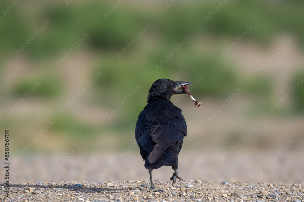 Obraz premium crow on the ground